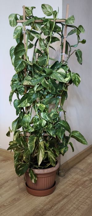 Kwiatki epipremnum