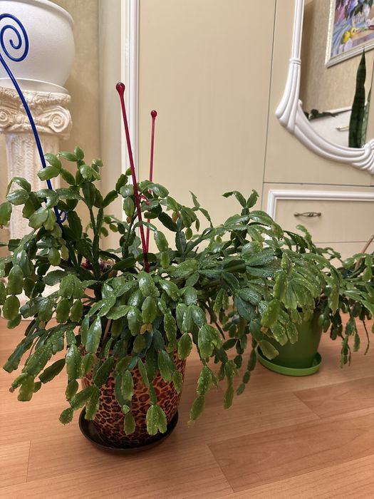 Вазоны для вашего дома