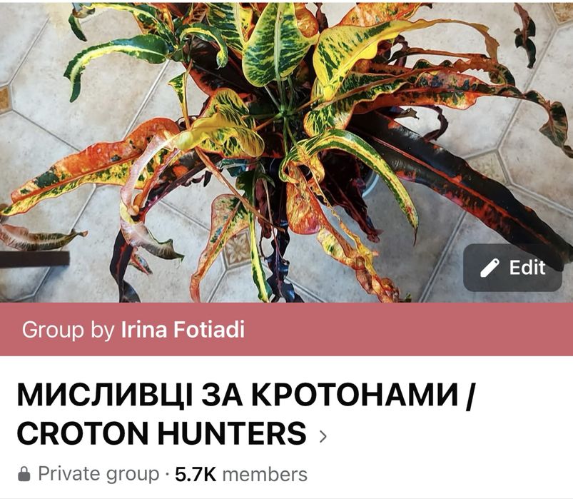 Надлишки колекційних кротонів EXETER (ексетер)