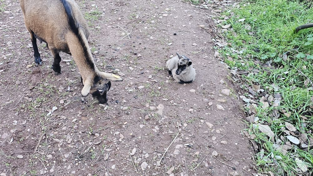 Cabras anãs e cabritinhos