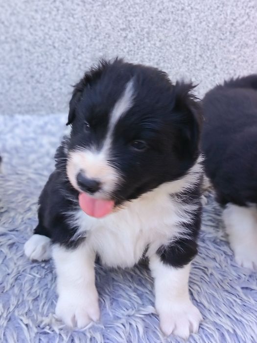 Border Collie czarno biała suczka