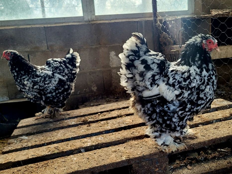 Ovos galados Brahma: Mottled e Isabella..e também tenho ovos codorniz.,
