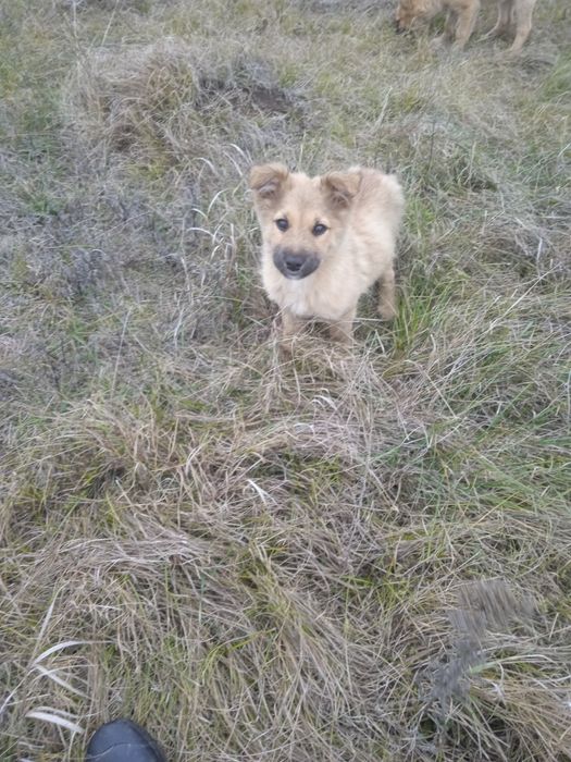 Хлопчики шукають родину