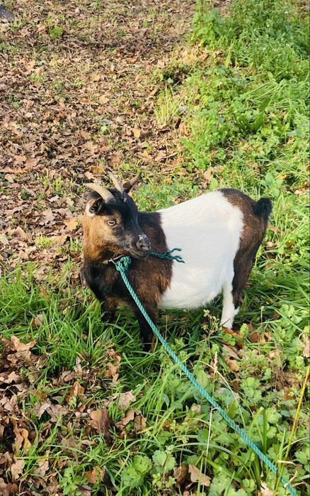 Vemdo cabra cheia , tem 1 ano e meio, falta 2 semanas pra ter os bebes