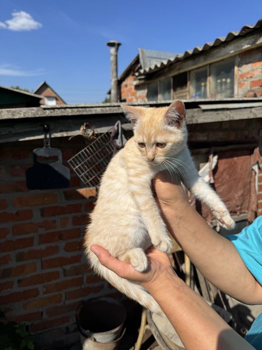 Кошеня шукає родину