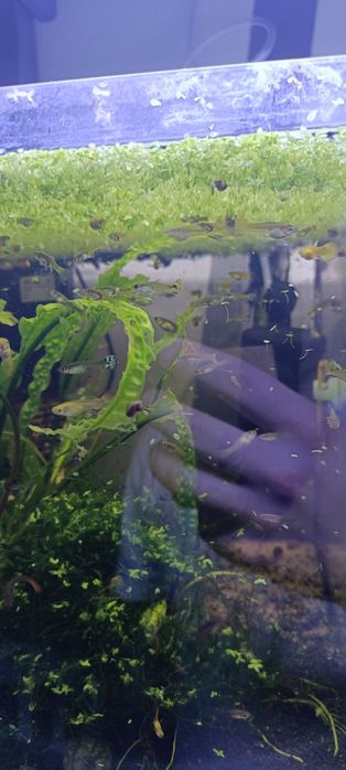 Gupiki Ryby akwariowe