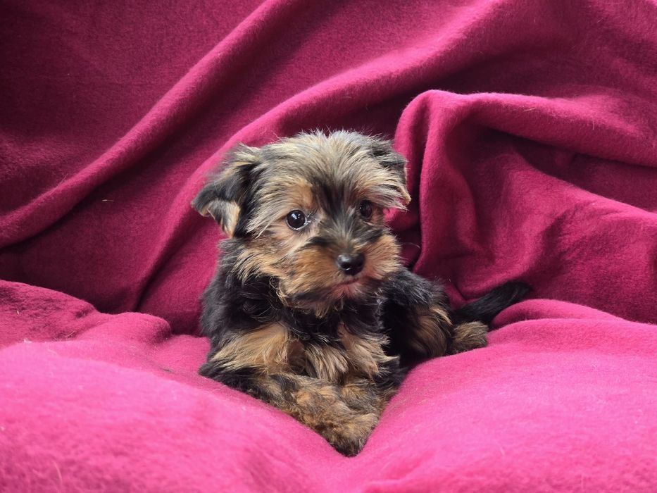 Suczka Yorkshire terrier