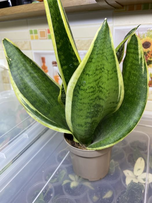 Сансевієрія сорта