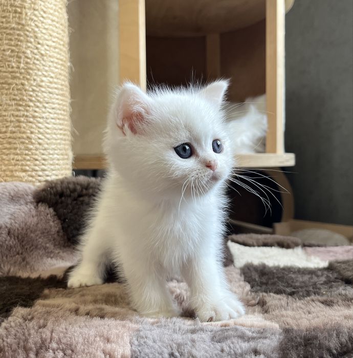 Файний шотландчик