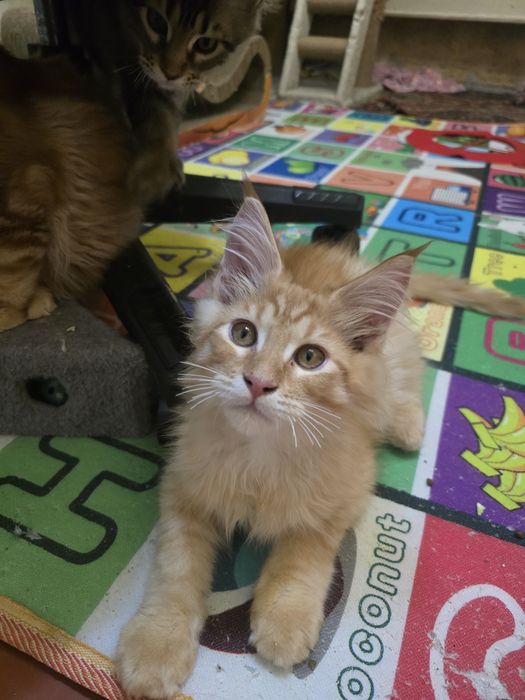 Кошенята Мейн Кун.