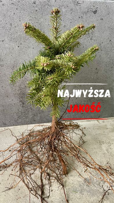 Sadzonki Jodła Kaukaska 2/2– najlepsze na rynku! (35-55 cm) detal/hurt
