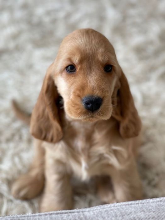 Cocker spaniel menina