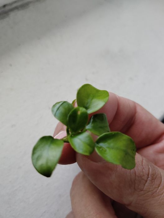 Plantas para aquários