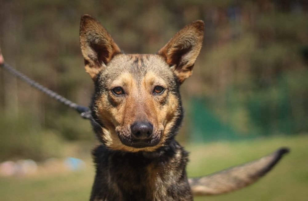 Młody Alfa szuka domu / do adopcji