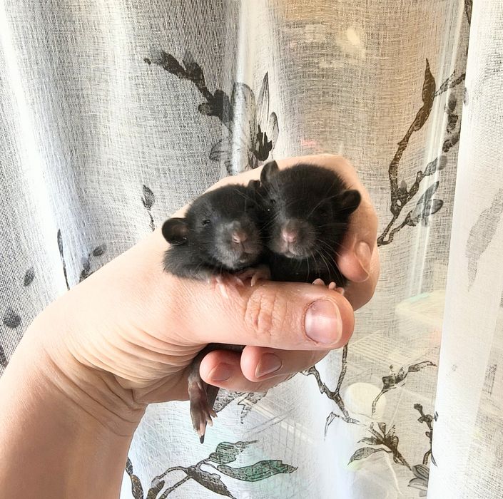 Щурики, пацючки, дівчата, стандарт, дамбо і хаскі