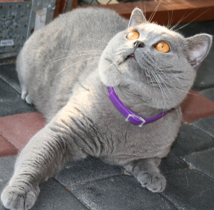 Kot brytyjski kocur reproduktor gr krwi B