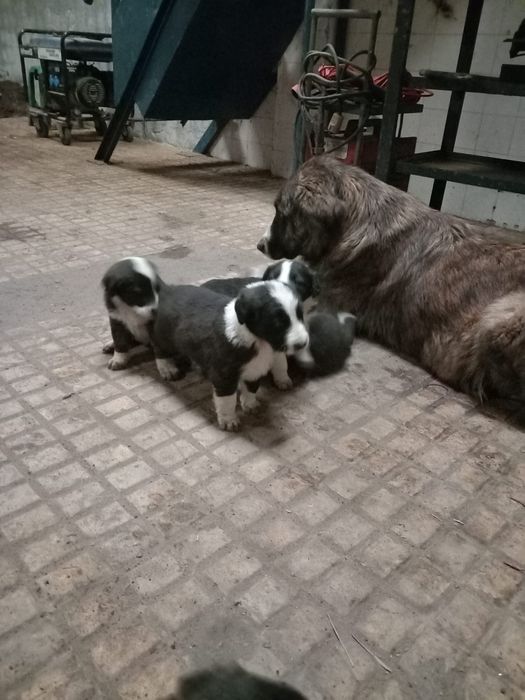 Cães para dar gratis