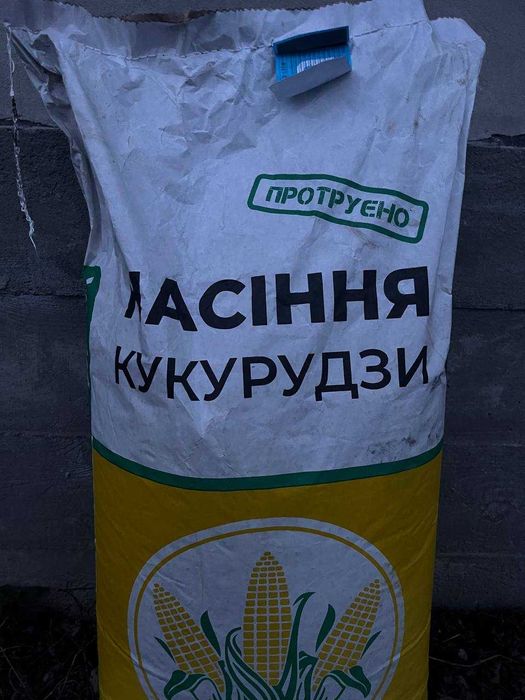 Насіння кукурудзи