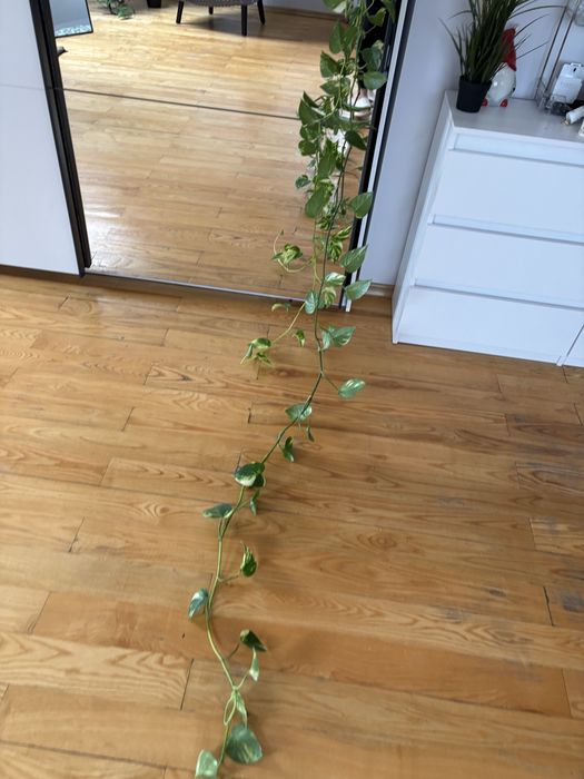 Epipremnum zlociste