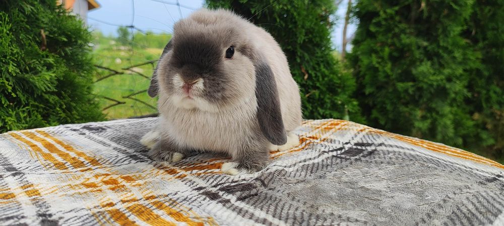 Mini lop rasowy hodowla miniaturka baranek królik karzełek