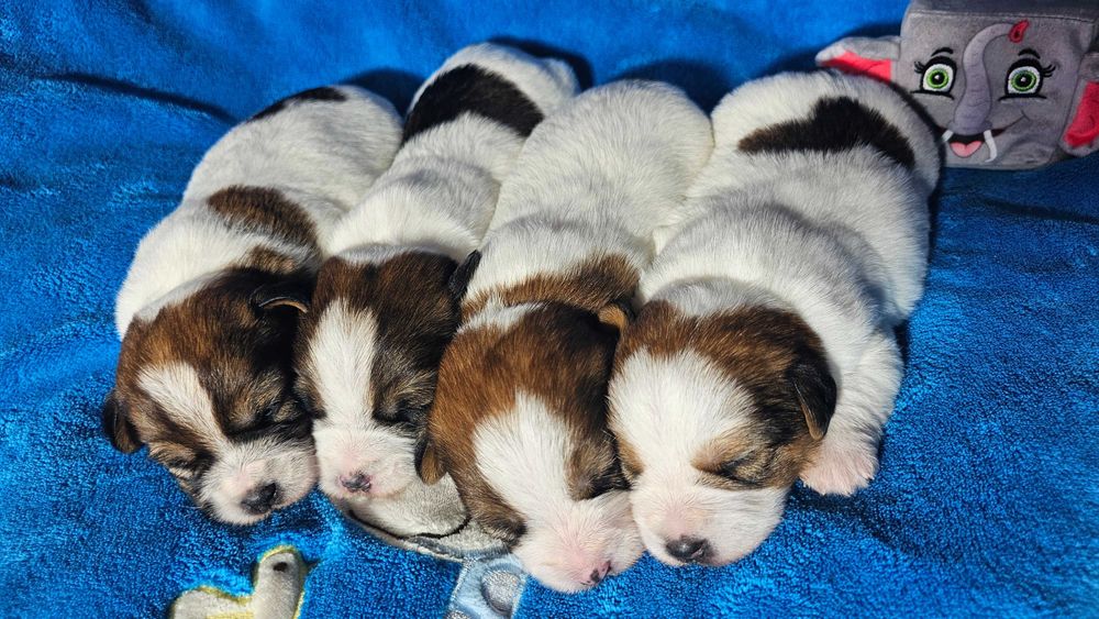 Jack Russell Terrier FCI ZKwP piesek suczka