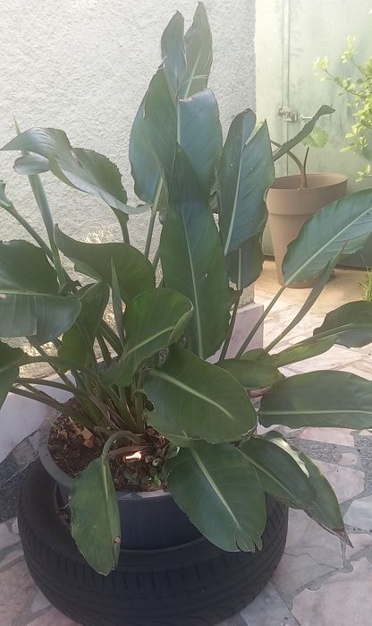 Estrelicia/ strelitzia/ planta