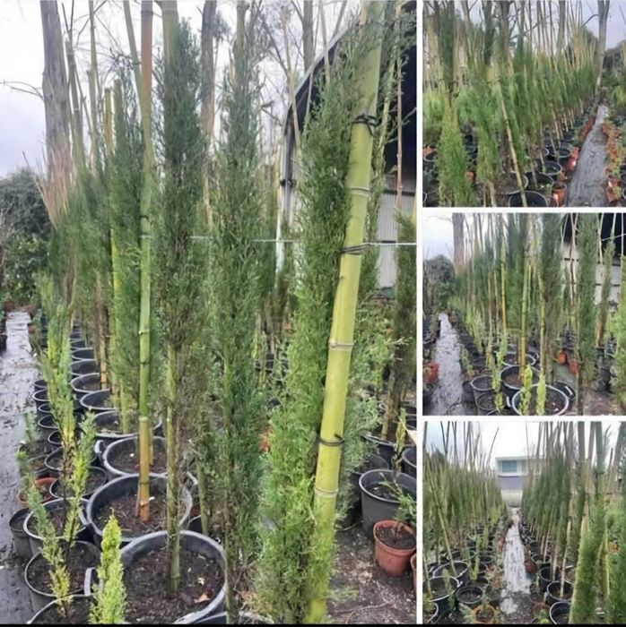 Cupressus sempervirens e lusitanica