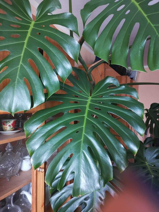 Monstera ogromna 2,5-3m Olsztyn