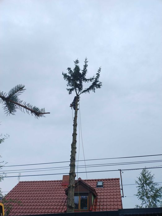 Wycinka Przycinka Drzew Zwyżka Alpinista