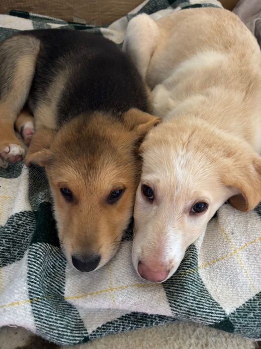 Bebés para adoção responsável