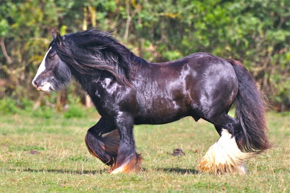 Ogier Tinker irish cob gypsy cob