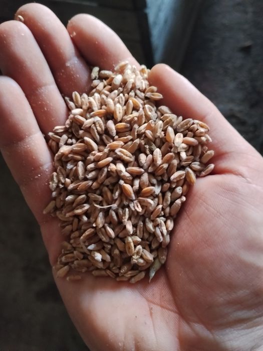 Pszenica jara tybalt Przewodka