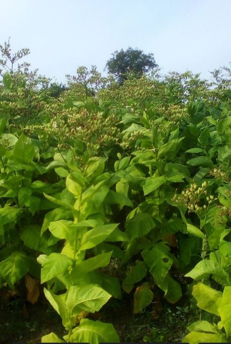 Продам семена табака ,махорки!!! АКЦІЯ!!!