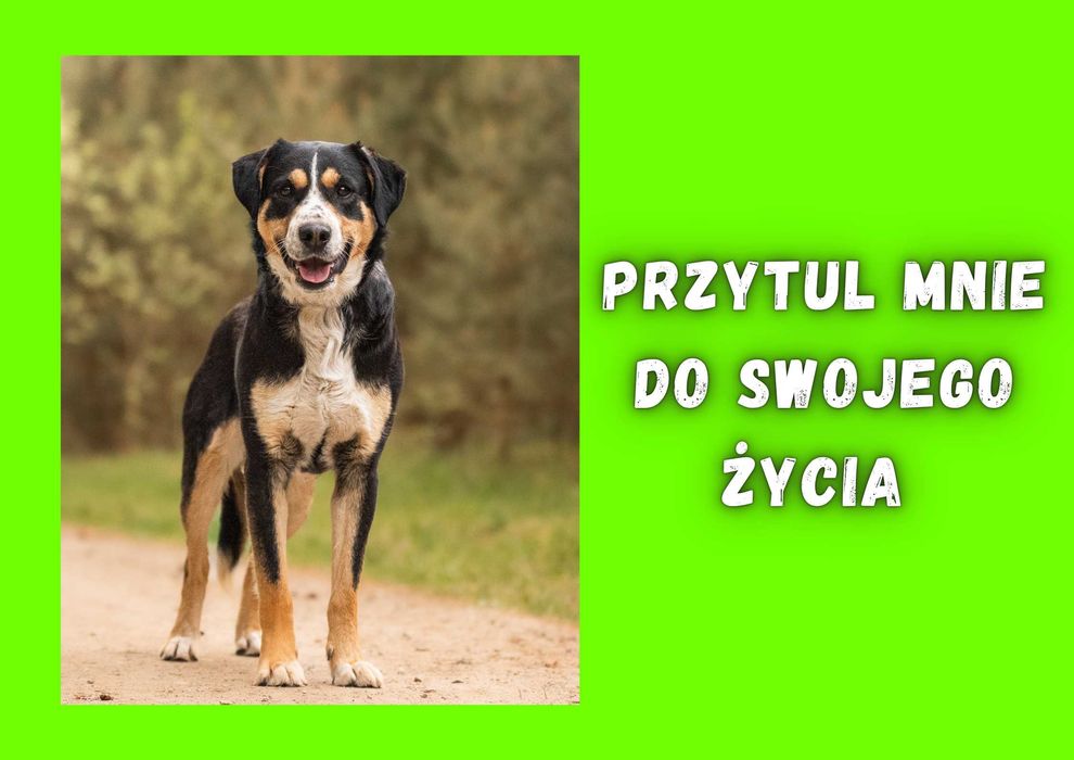 LORVE - marzy o nowym domu i rodzinie