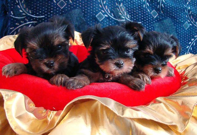 Кукольные Мальчишки с Родословной !