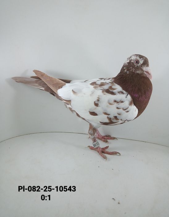 Piękne Mulemansy 2szt gołębie pocztowe