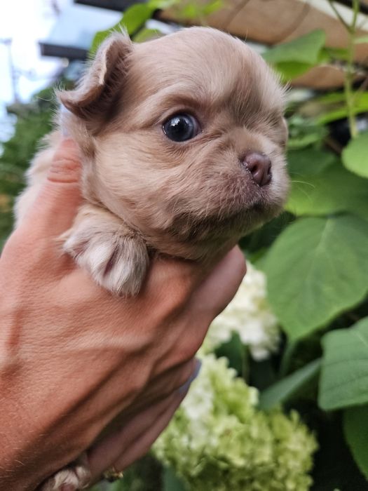 Chihuahua długowłosy śliczny chłopiec  dostępny