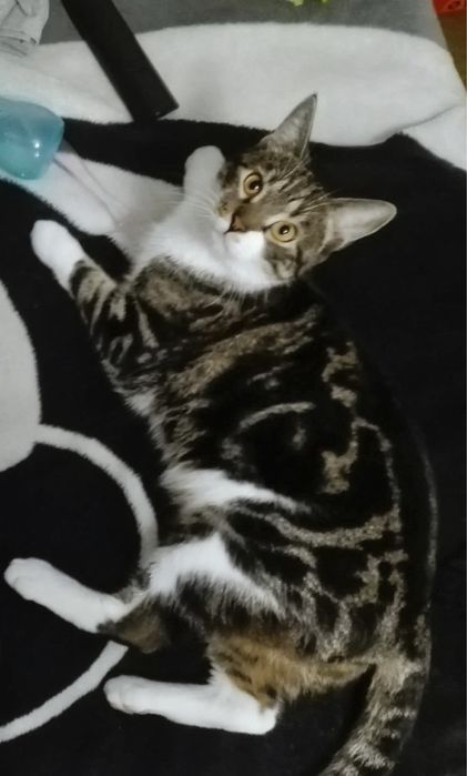 Kot do pilnej adopcji- błagamy o pomoc