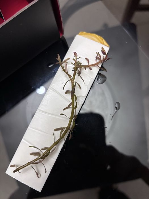 Plantas aquarios (anubias, bucephalandra, fetos java)