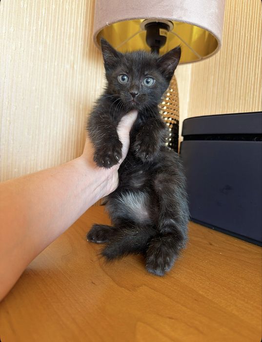 Выбери меня !) Киев,доставка