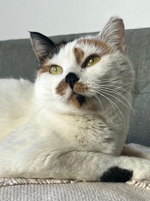 Gata adulta - muito meiga - para adoção tesponsavel