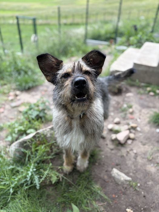 Mądra i kochająca dzieci Alma (3 lata) do adopcji