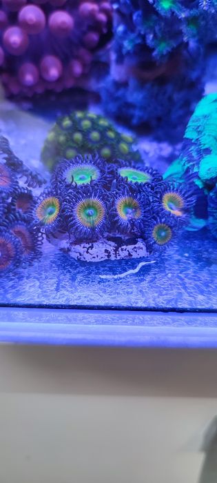Akwarium morskie.Zoanthus Sunny Premium