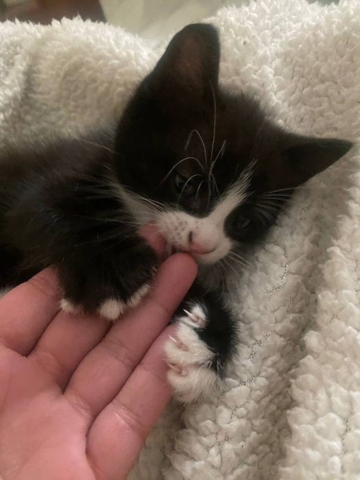 Котики шукають домівку