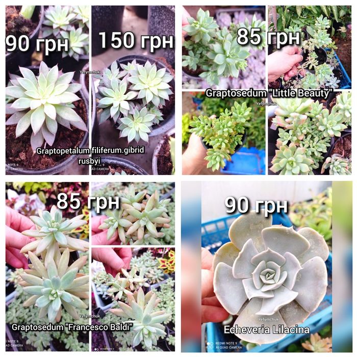 Кімнатні сукуленти