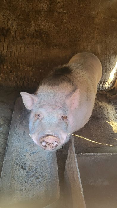 Кабан ветнамський