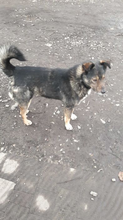 Супер розумний песик в люблячу родину