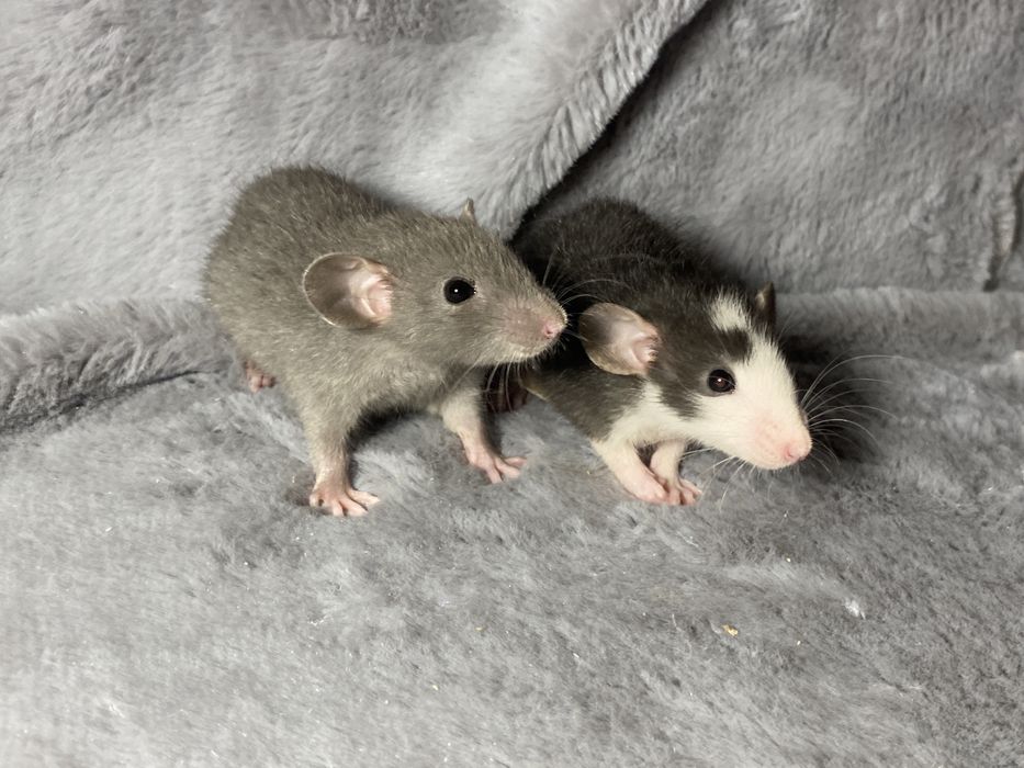 Криси дамбо ручні