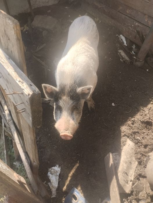 Продам хряка некастрованый Вьетнамський