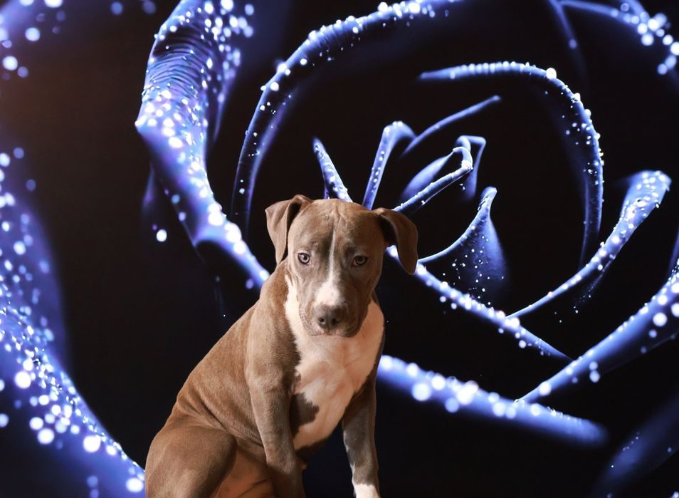 Дівчинка з родовідом від гарних батьків.